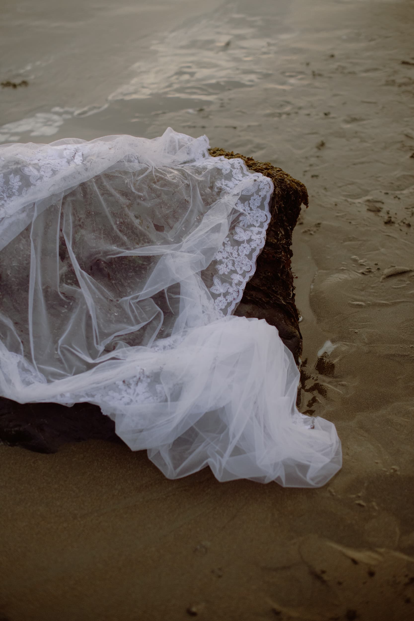 Abandoned veil on a rock at Trinidad State Beach